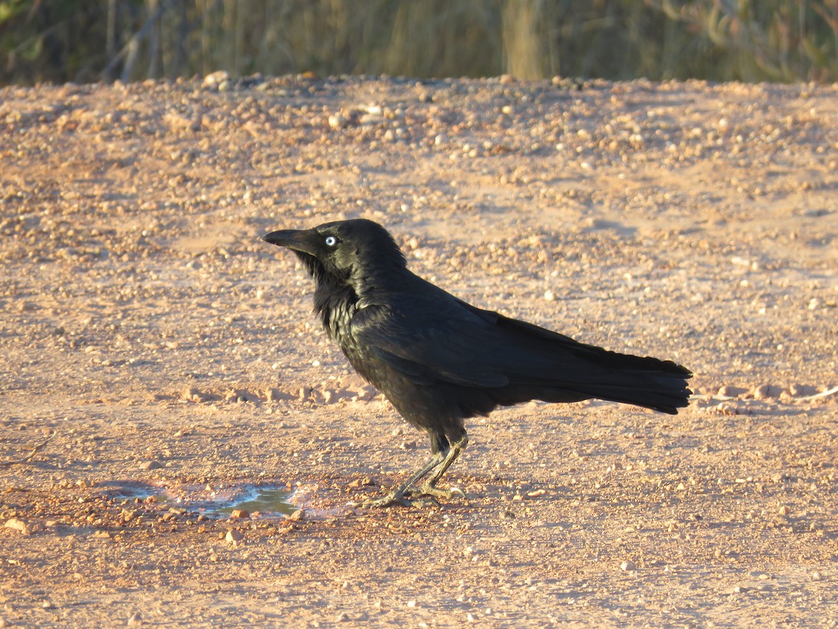 Corbeau du désert - ML385600311