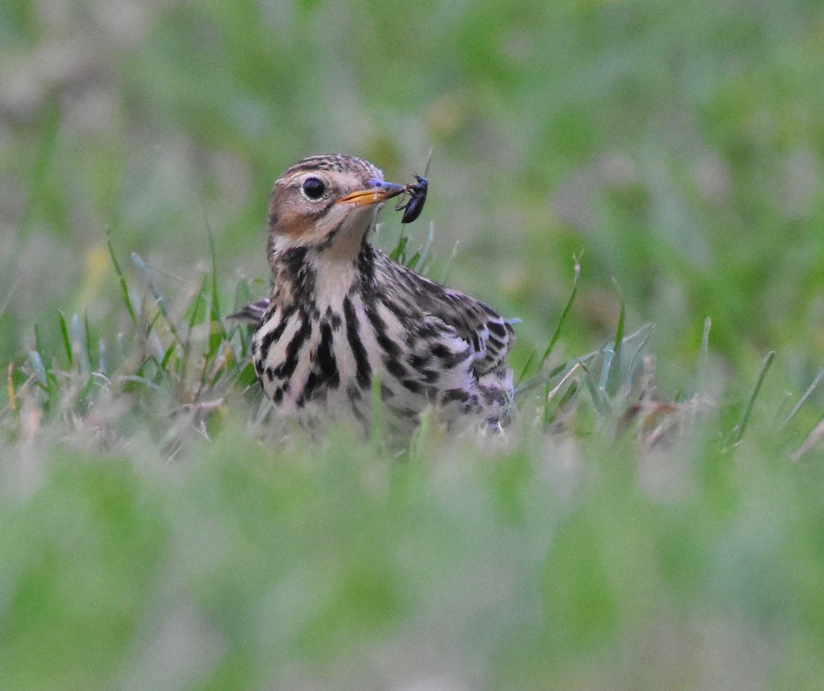 Red-throated Pipit - Jason Vassallo