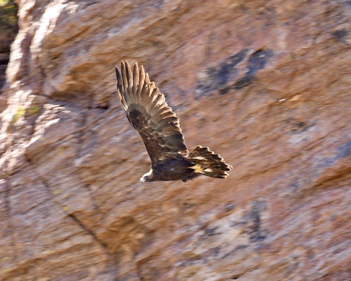 Golden Eagle - ML385600851