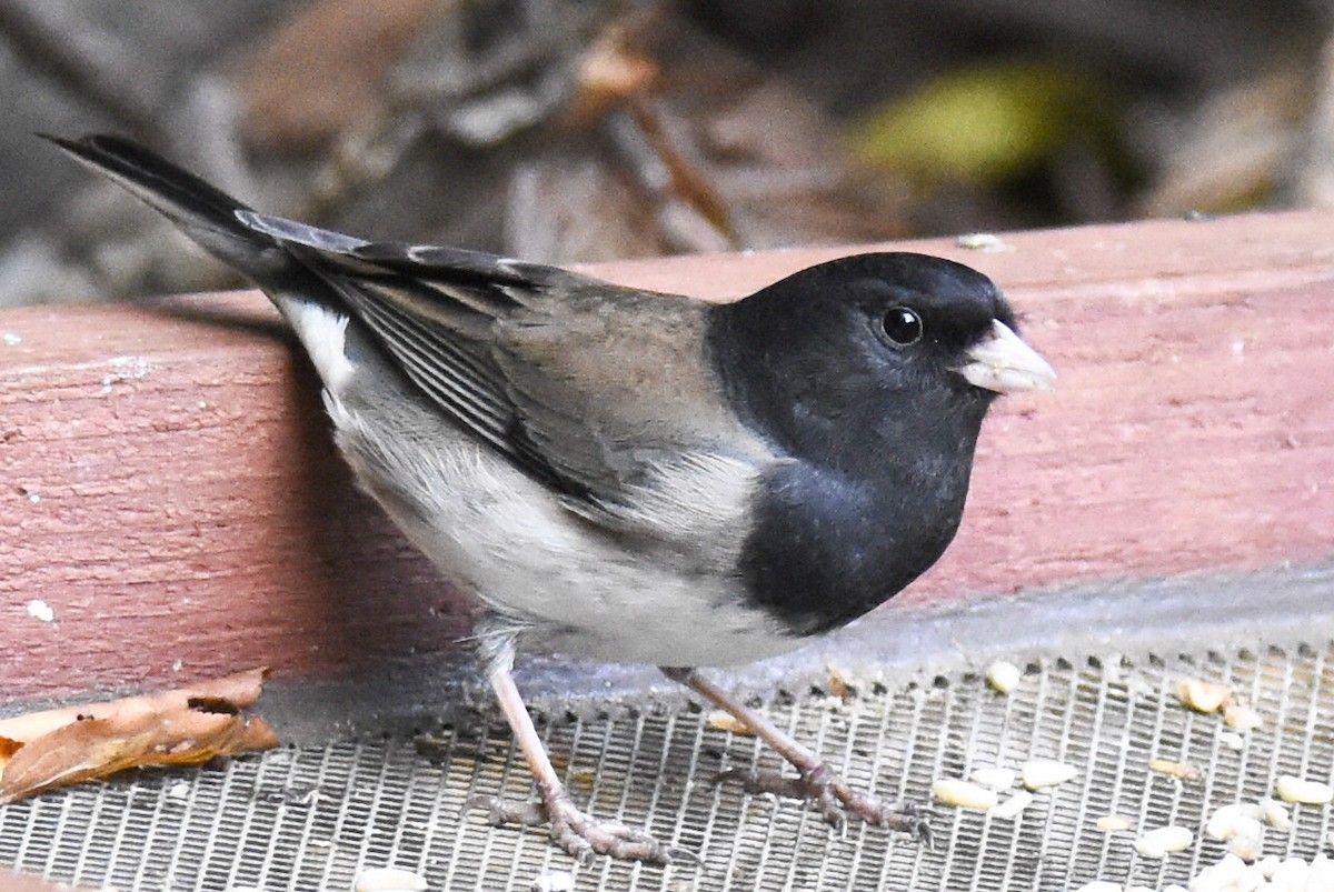 Junco ardoisé (cismontanus) - ML385604481