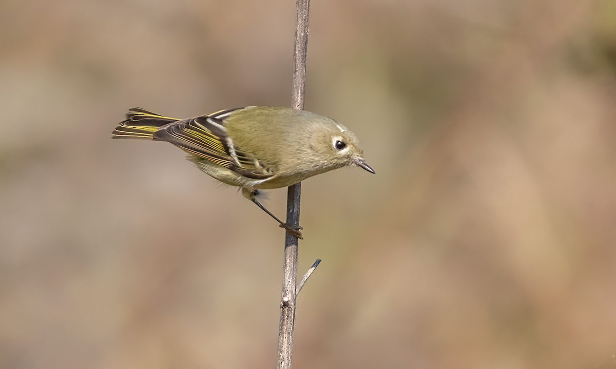 Roitelet à couronne rubis - ML385604531