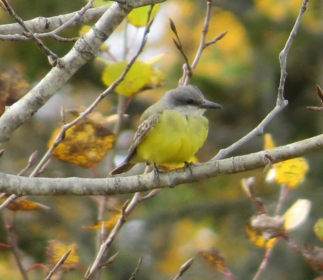 Tropical Kingbird - ML38560471