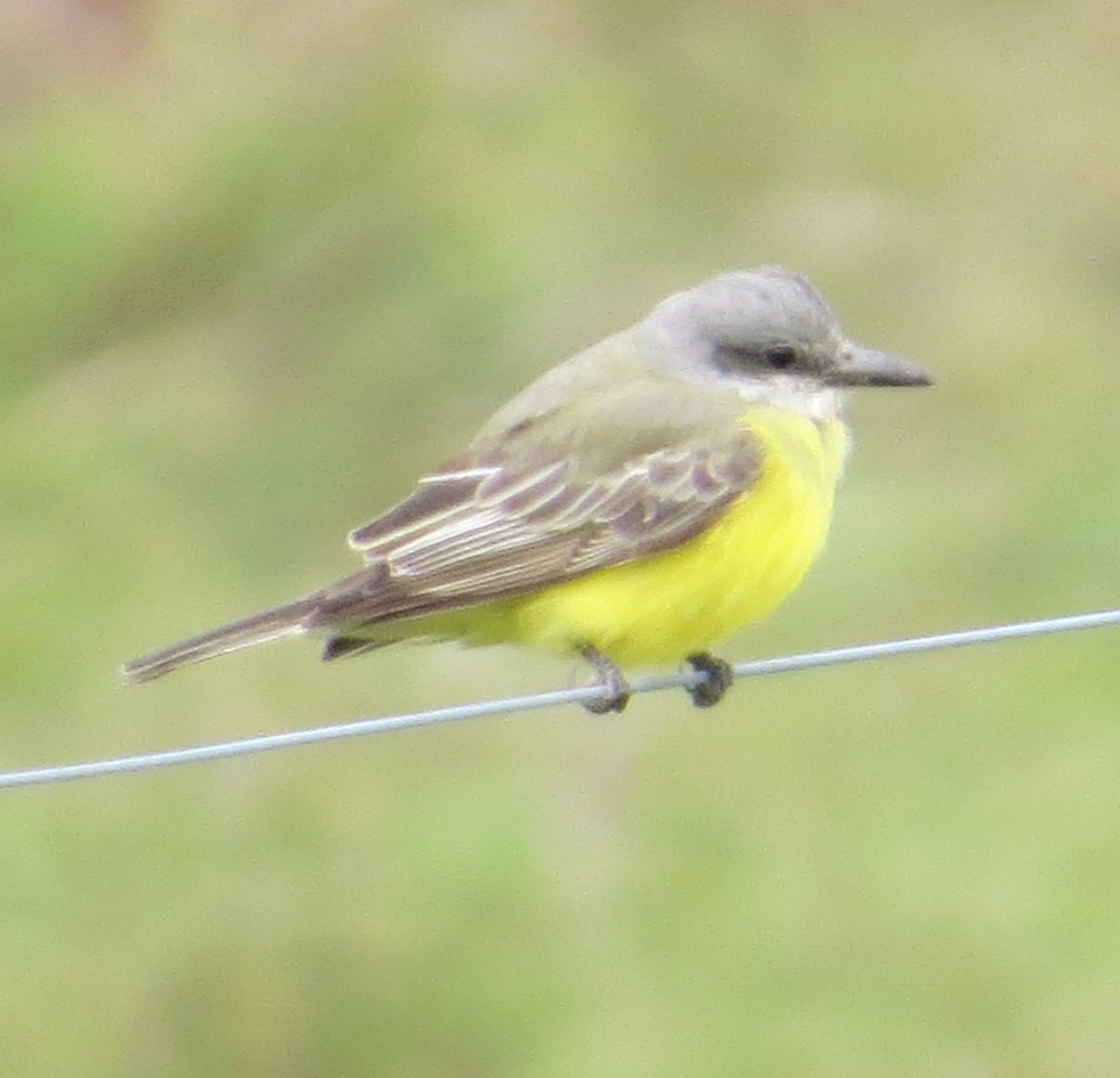 Tropical Kingbird - ML38560481