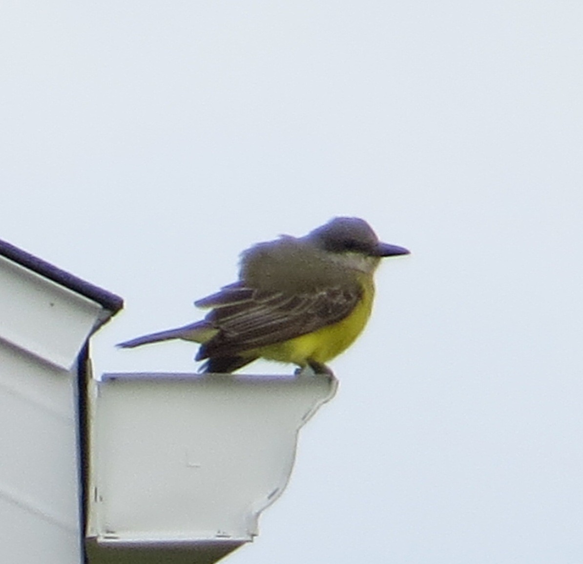 Tropical Kingbird - ML38560491