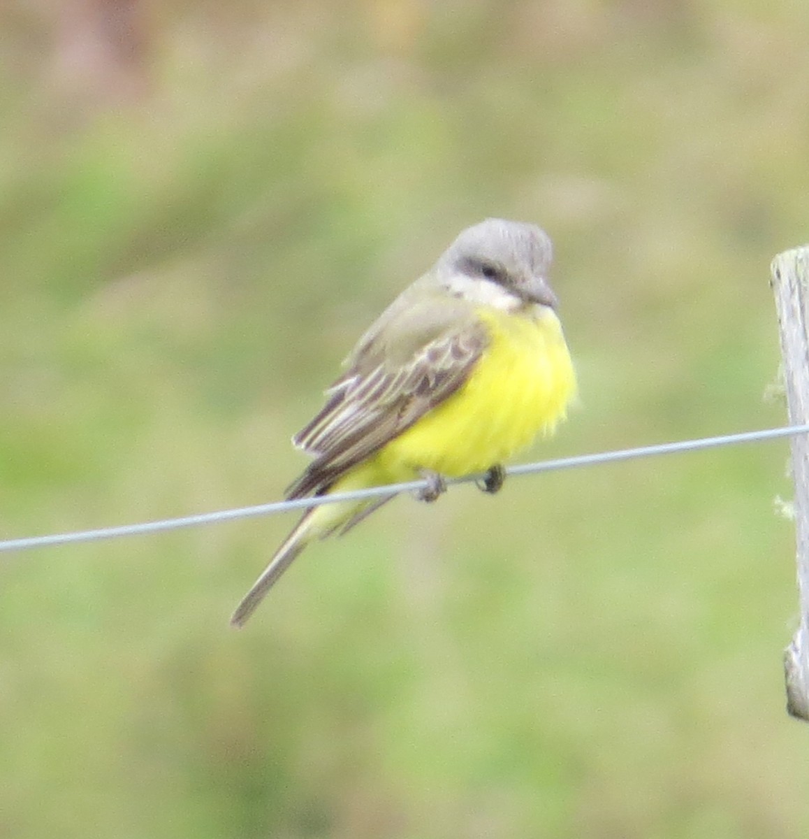 Tropical Kingbird - ML38560501