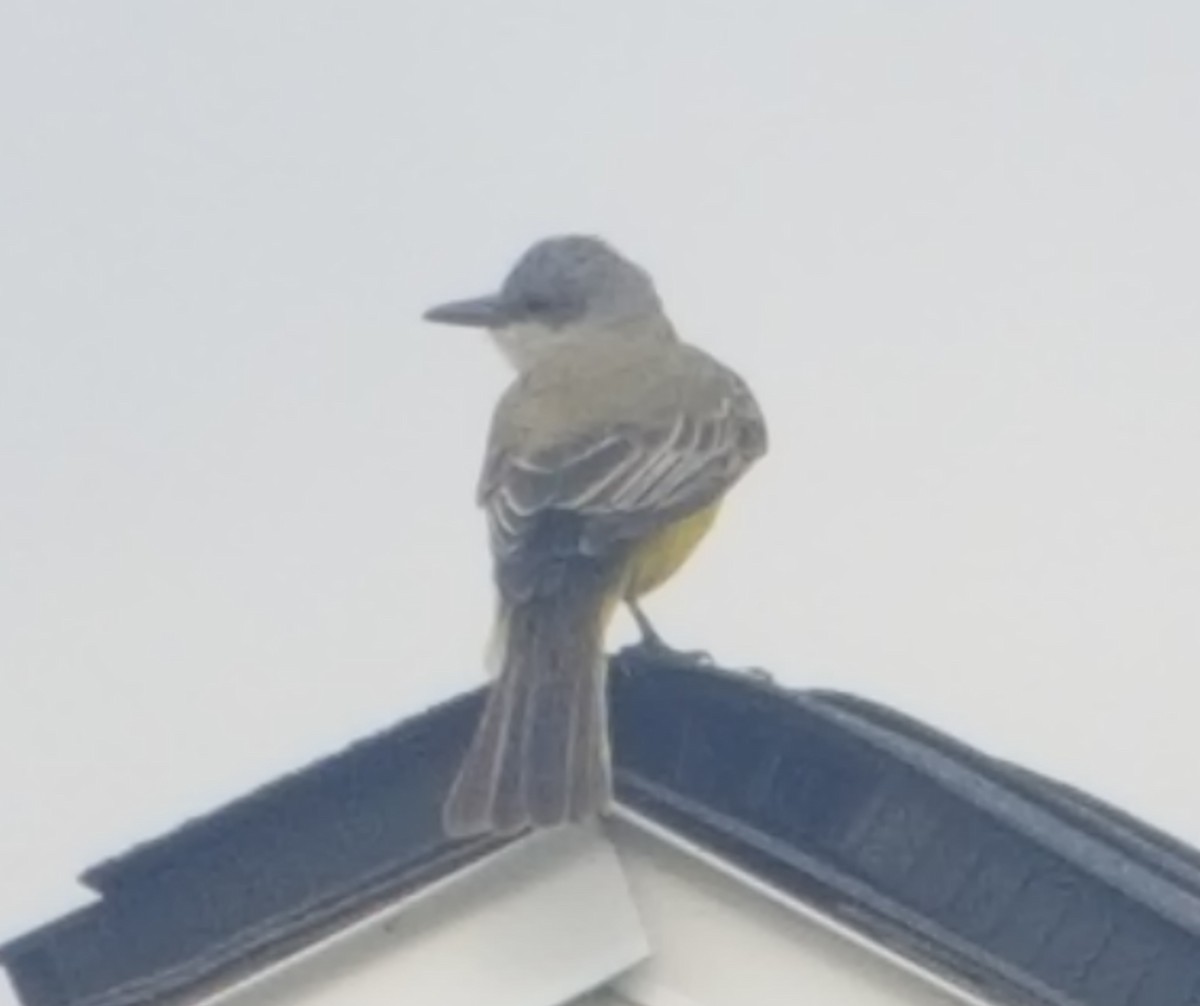 Tropical Kingbird - ML38560531