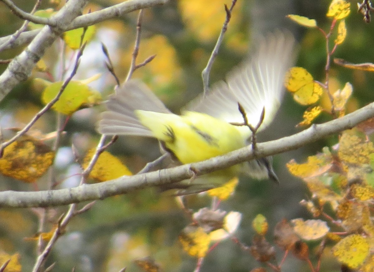 Tropical Kingbird - ML38560551