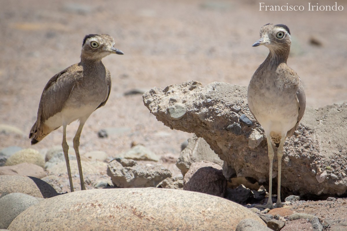 Peruvian Thick-knee - ML385605851