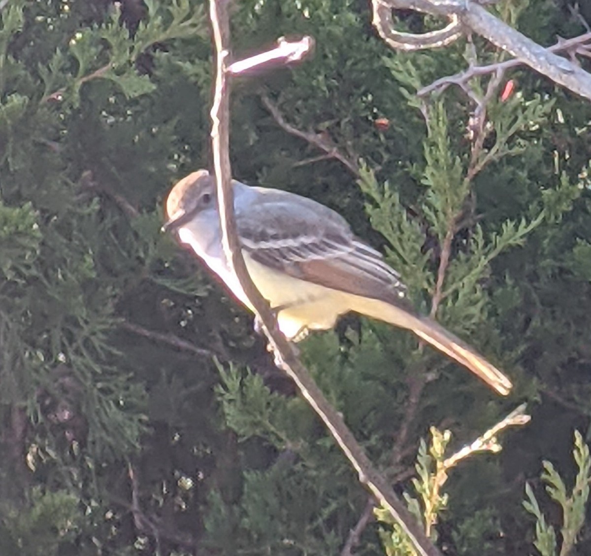 Ash-throated Flycatcher - ML385606751