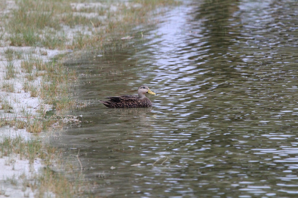 Canard brun (fulvigula) - ML385608341