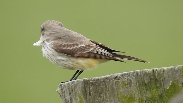 Vermilion Flycatcher - ML385613021