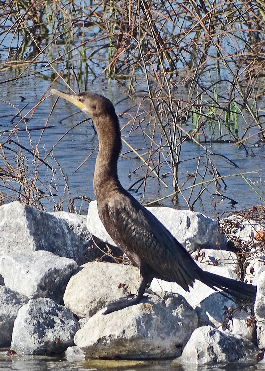 Neotropic Cormorant - ML385614661