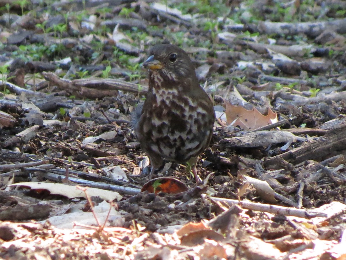 Fox Sparrow - ML38561541