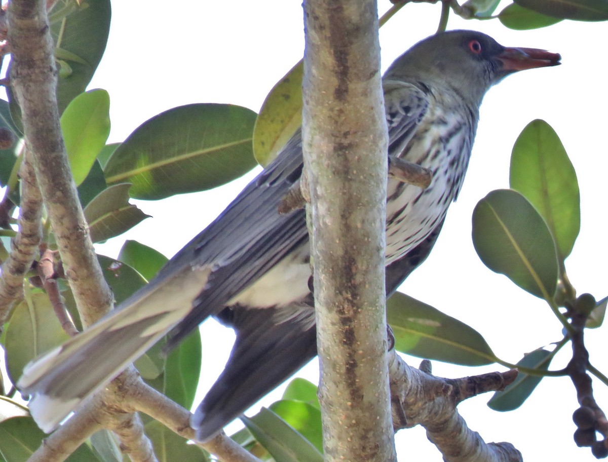 Olive-backed Oriole - ML385616361