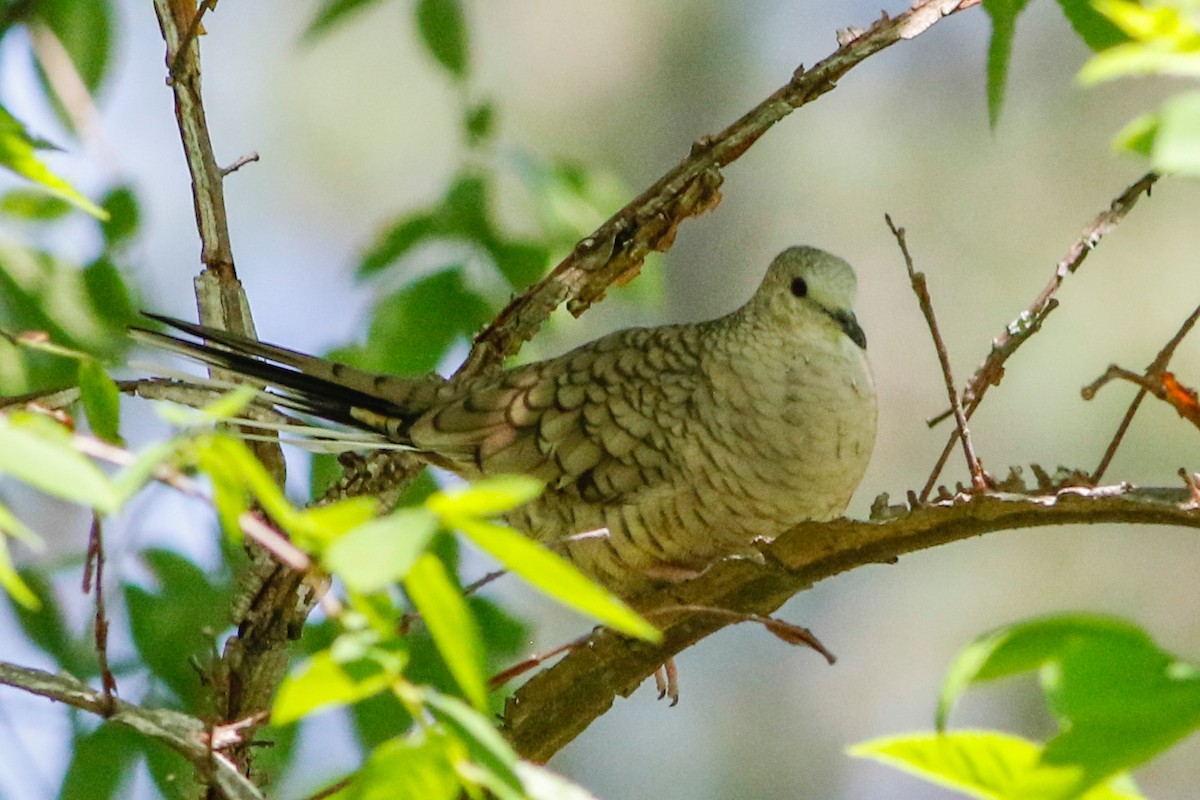 Inca Dove - Byron Stone