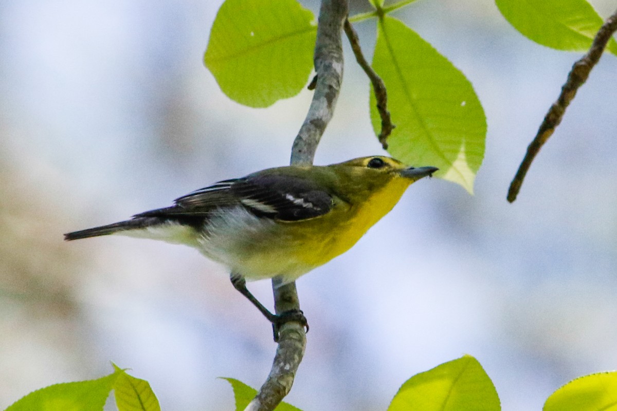 Yellow-throated Vireo - Byron Stone