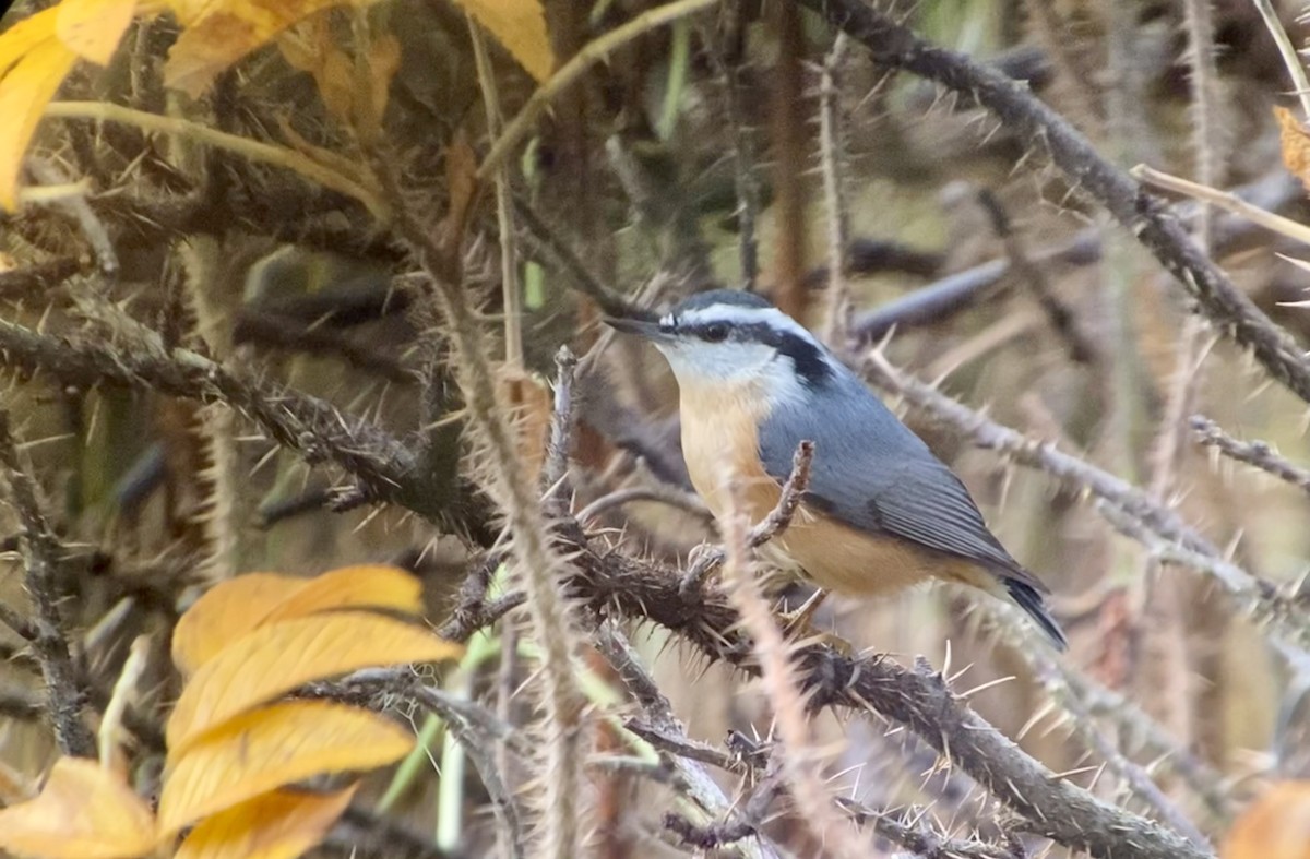 Red-breasted Nuthatch - ML385619081