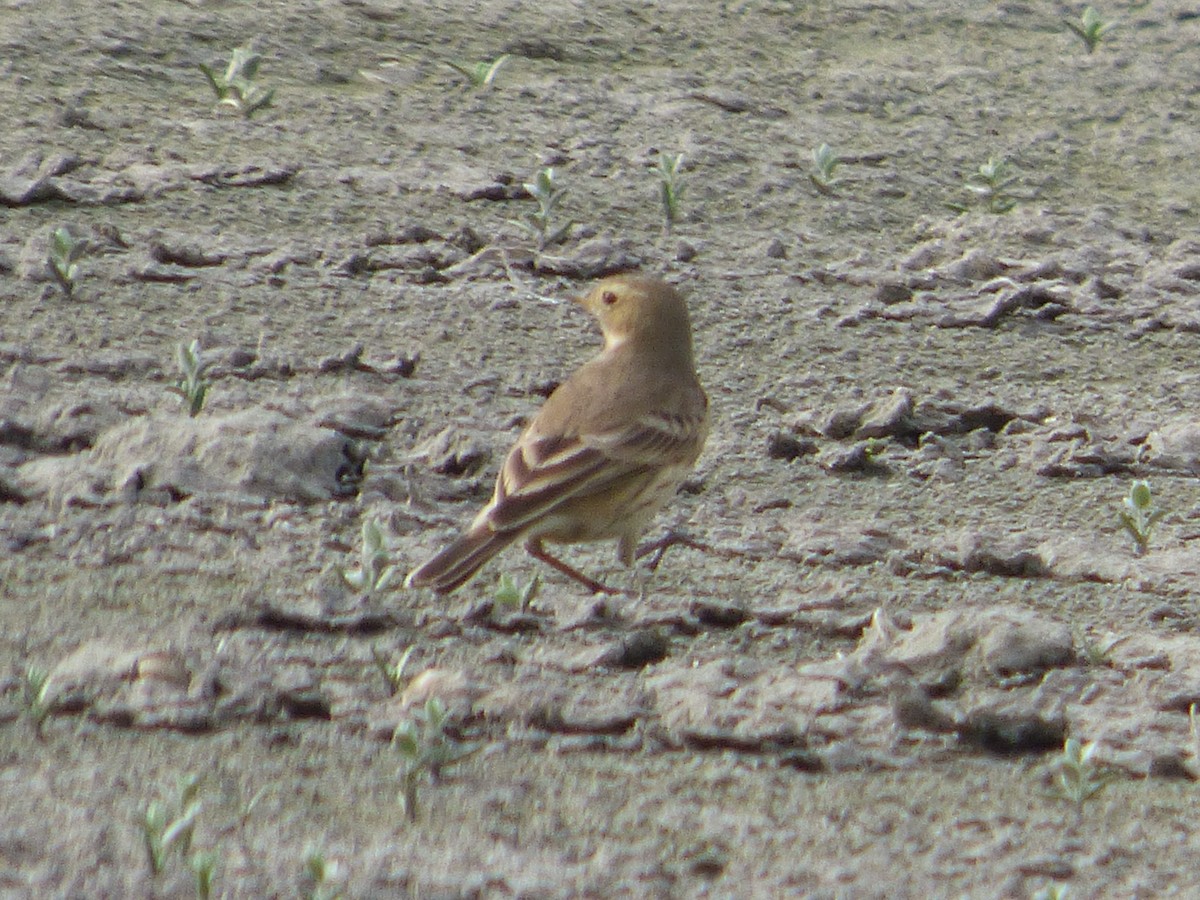 American Pipit - ML38562001