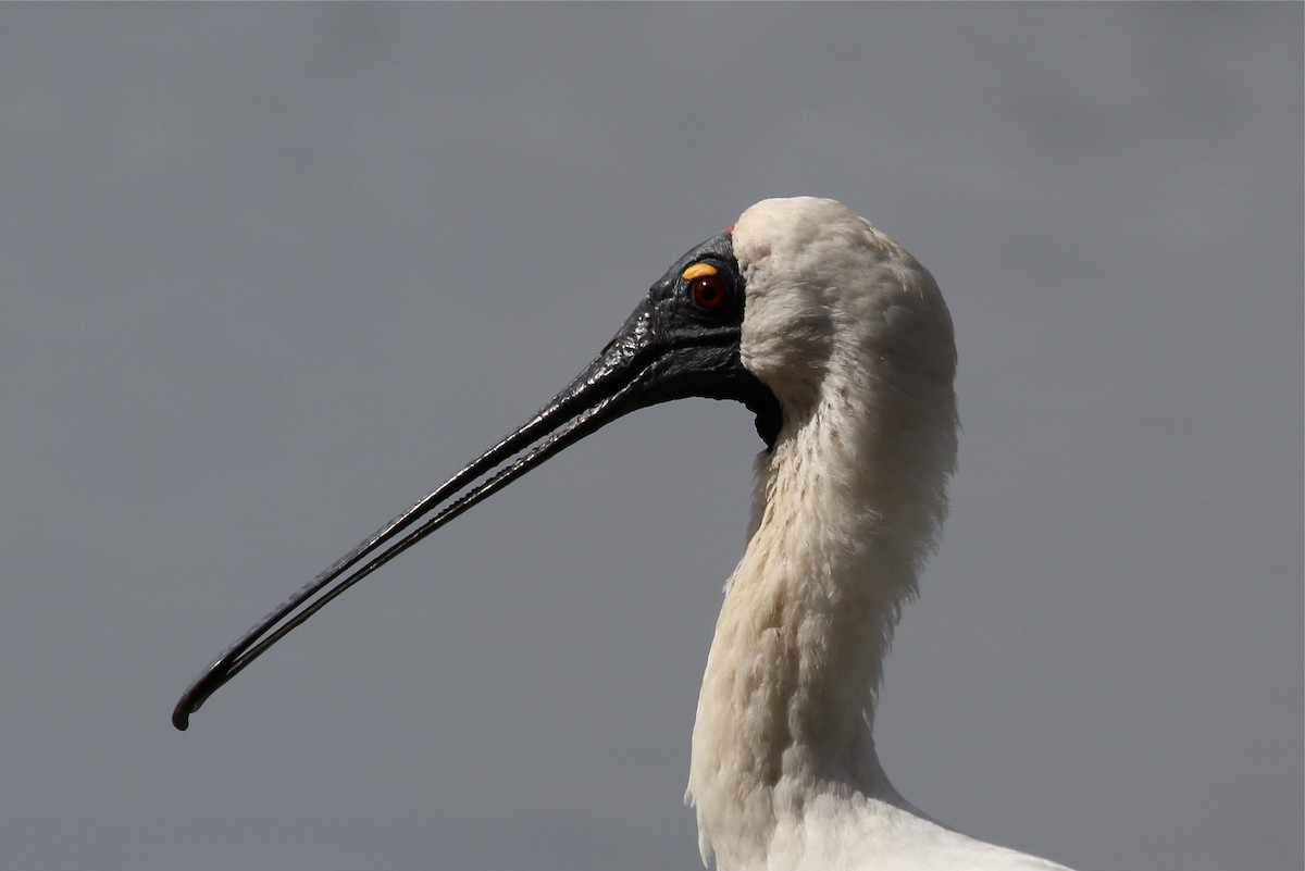 Royal Spoonbill - Chris Wiley