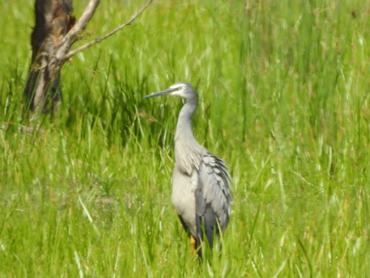 White-faced Heron - Scott Fox