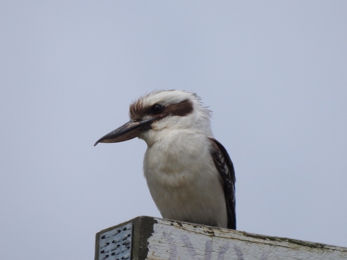 Laughing Kookaburra - Scott Fox