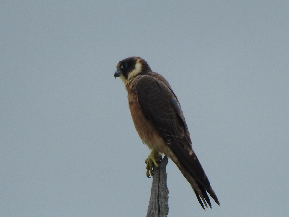 Alcotán Australiano - ML385622181