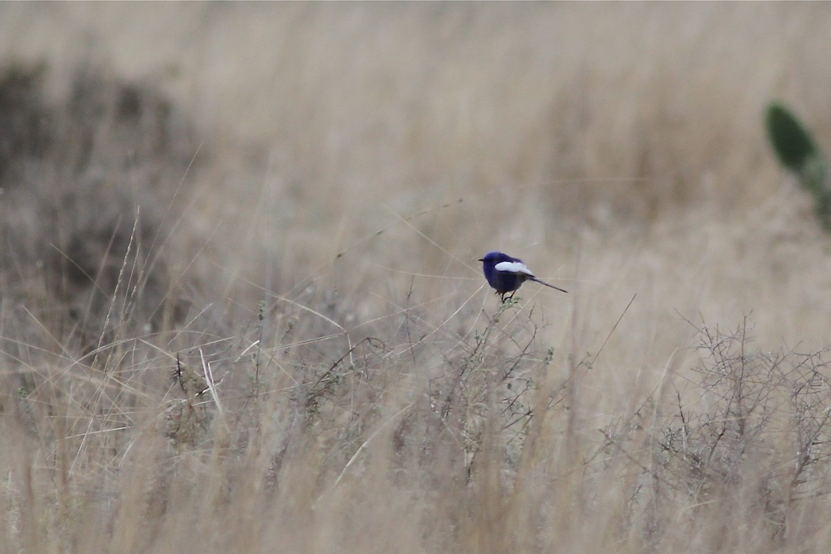 White-winged Fairywren - Chris Wiley