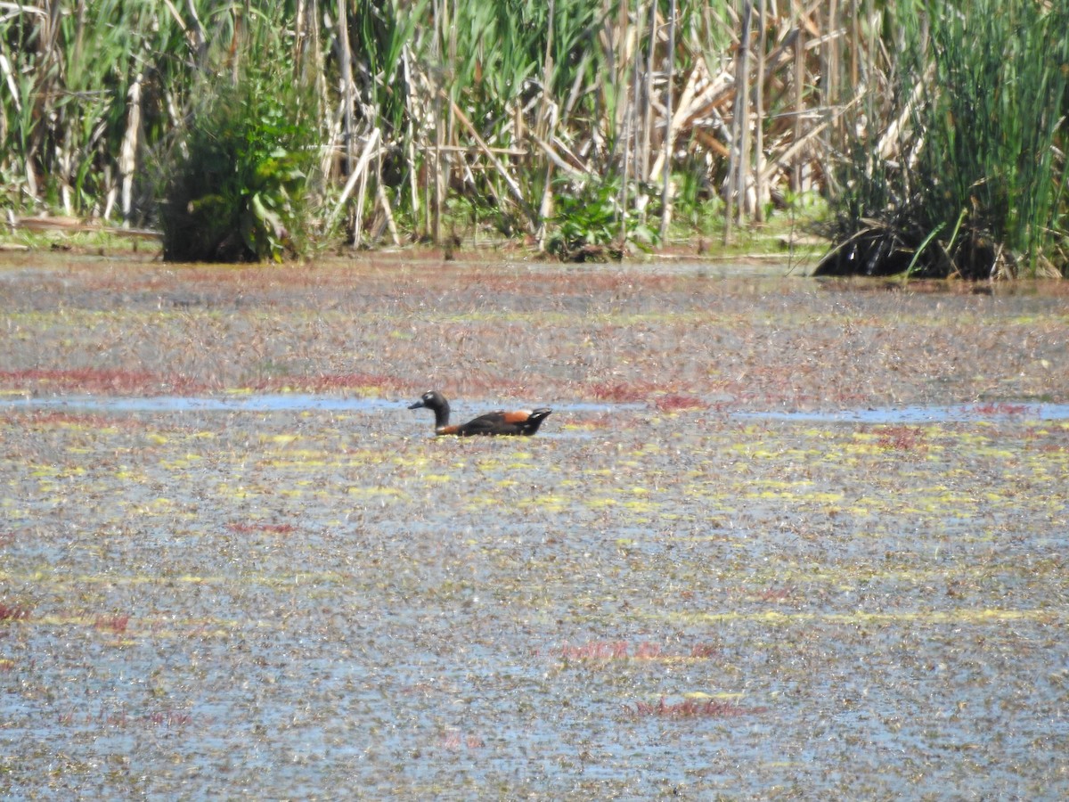 Australian Shelduck - ML385623051