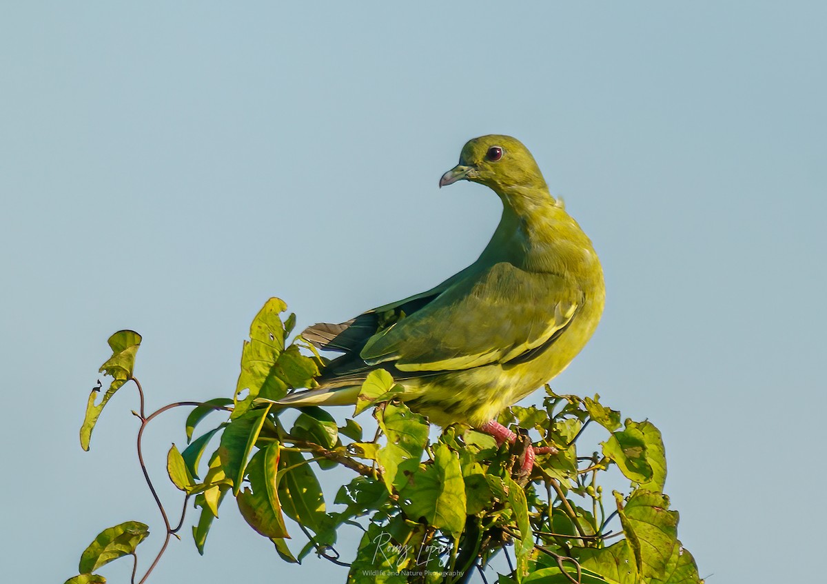 Pink-necked Green-Pigeon - ML385624831