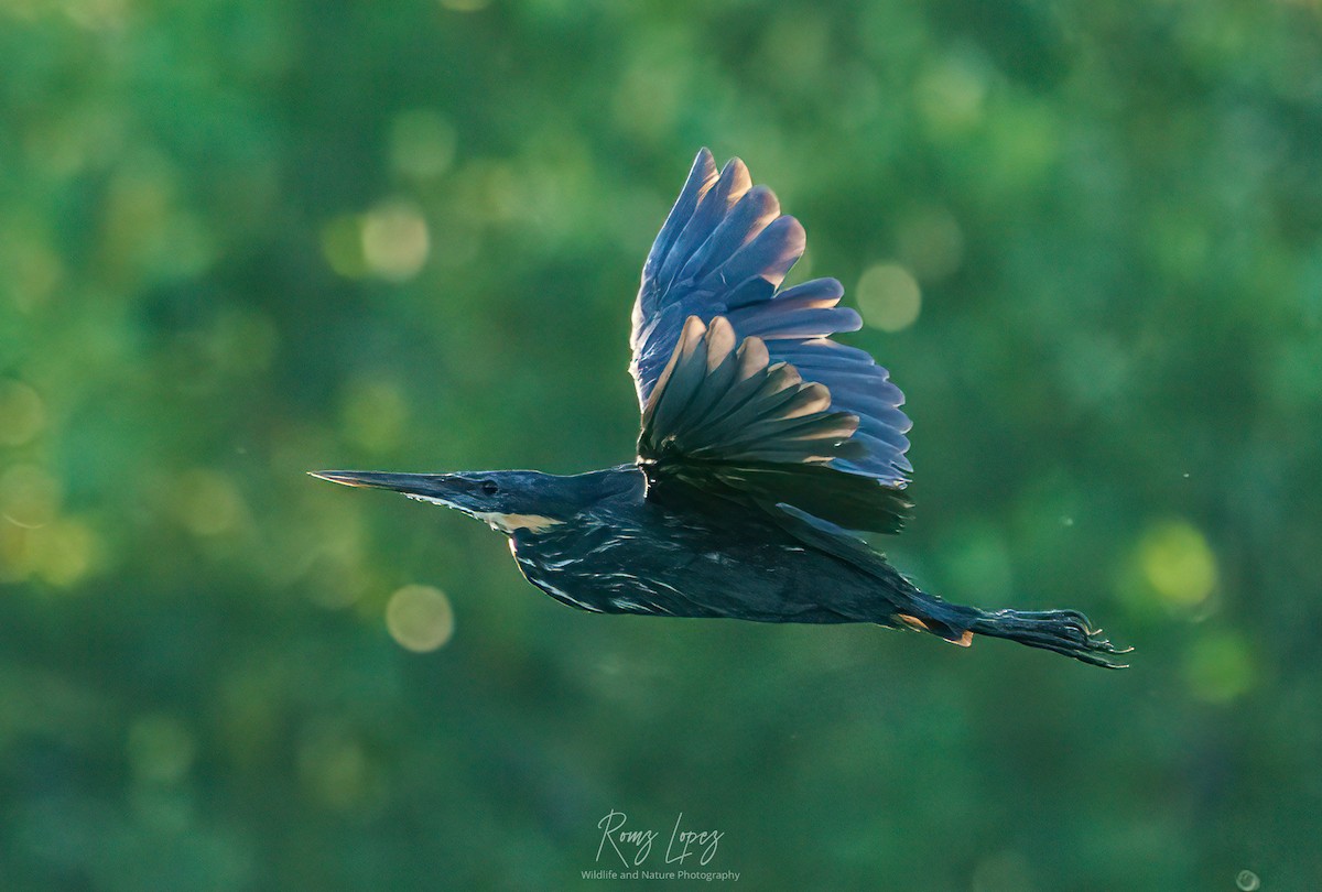 Black Bittern - ML385624841