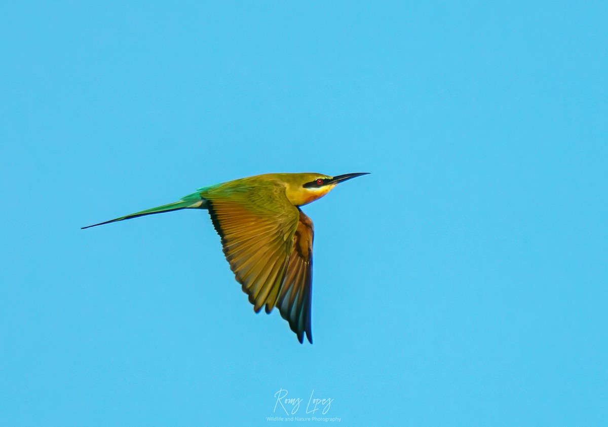 Blue-tailed Bee-eater - ML385624901