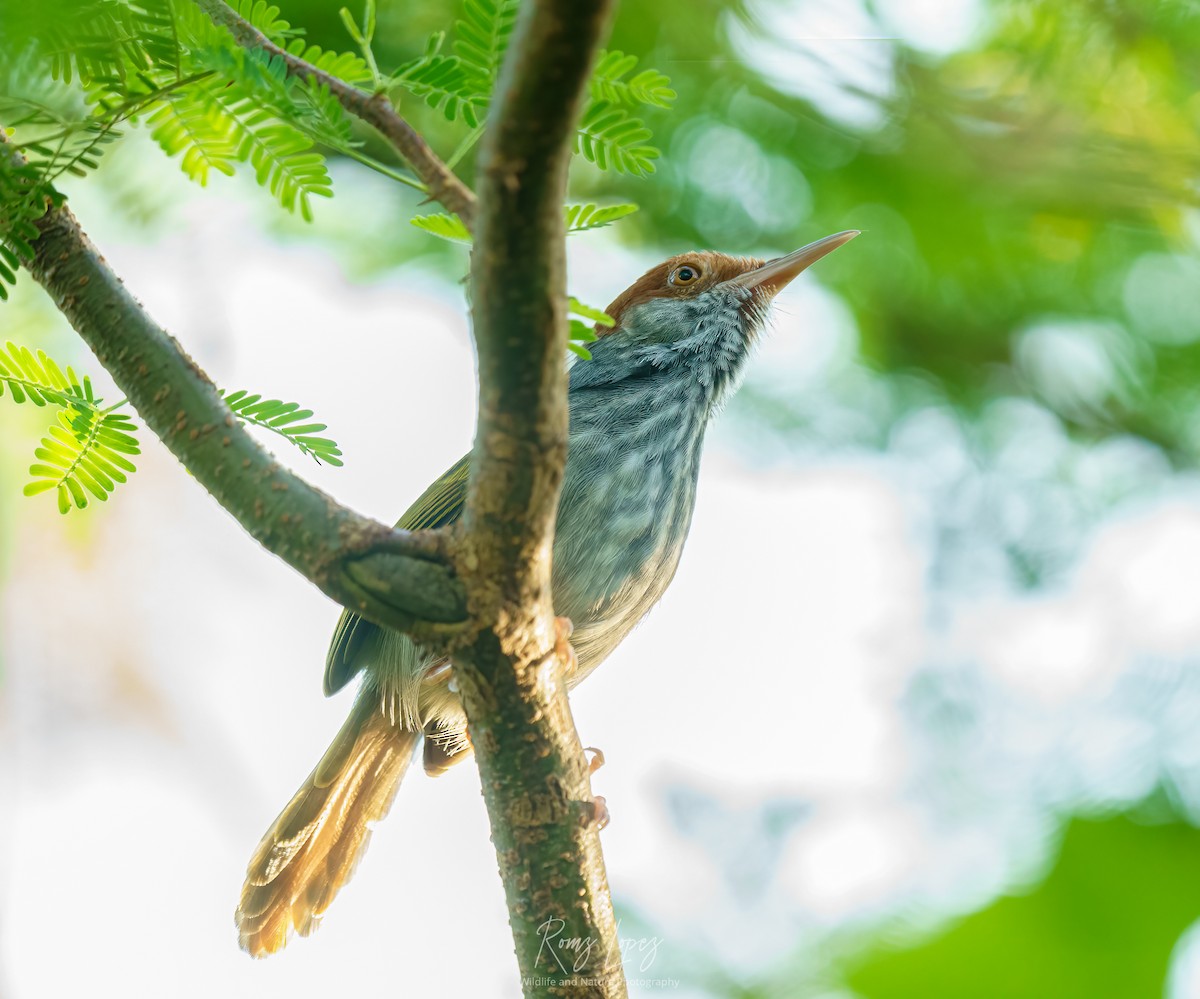 Gray-backed Tailorbird - ML385625091