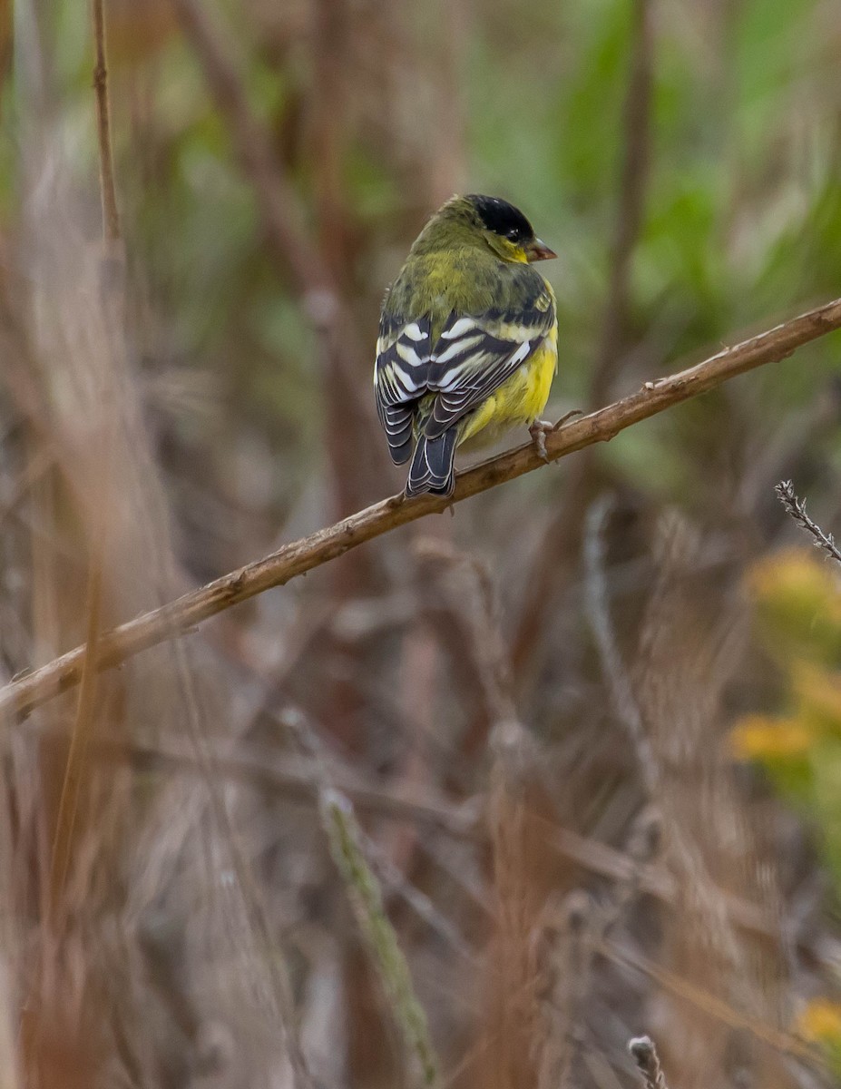 Lesser Goldfinch - ML385625691