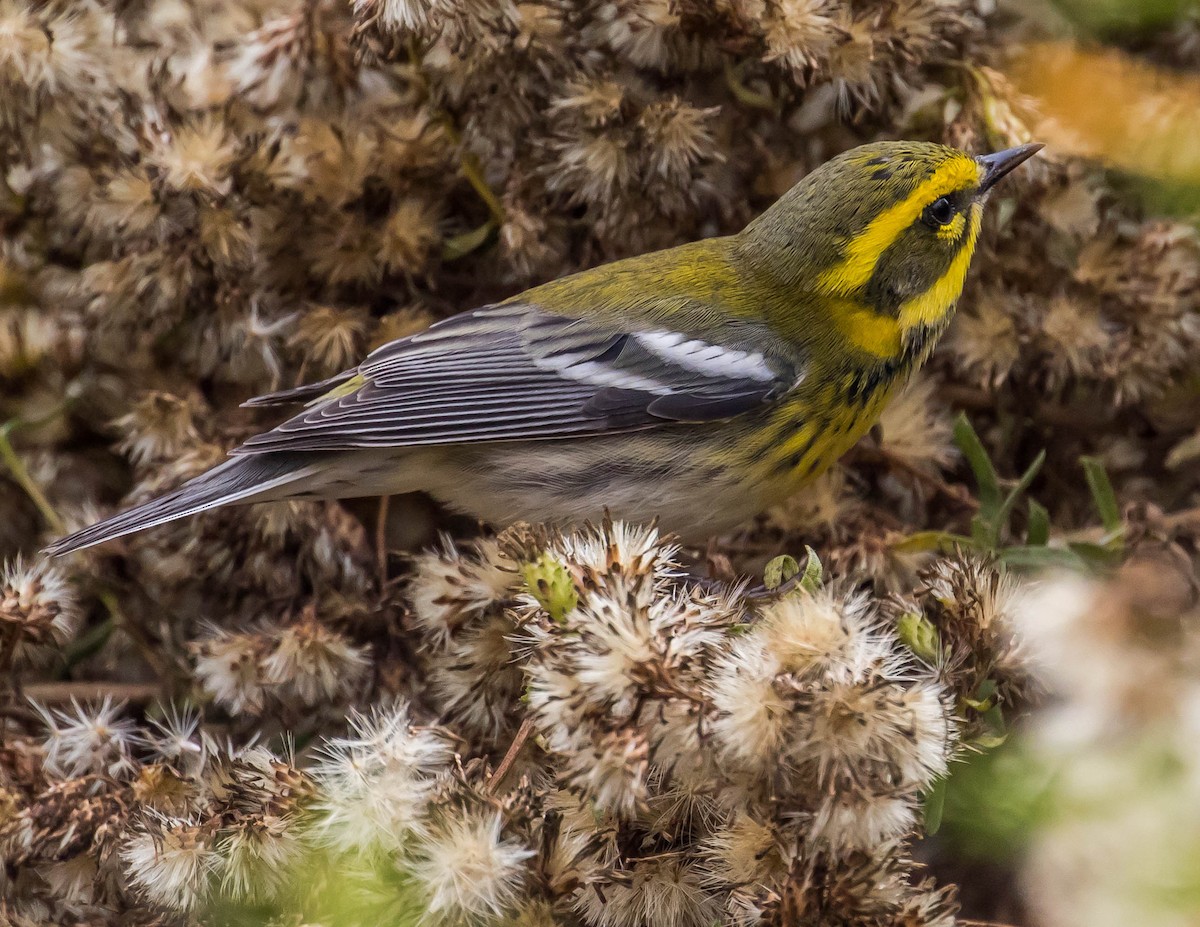 Townsend's Warbler - ML385626171