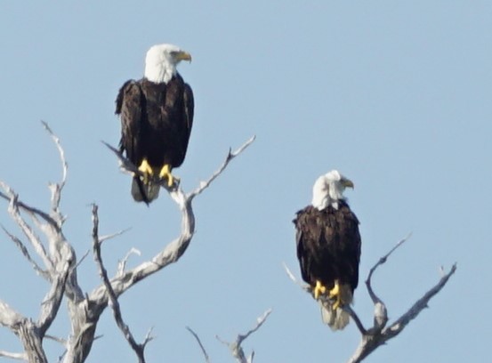 Bald Eagle - ML385626451