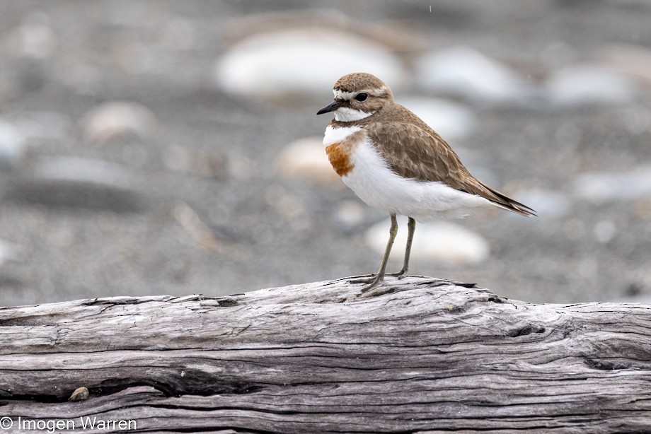 Double-banded Plover - ML385626591