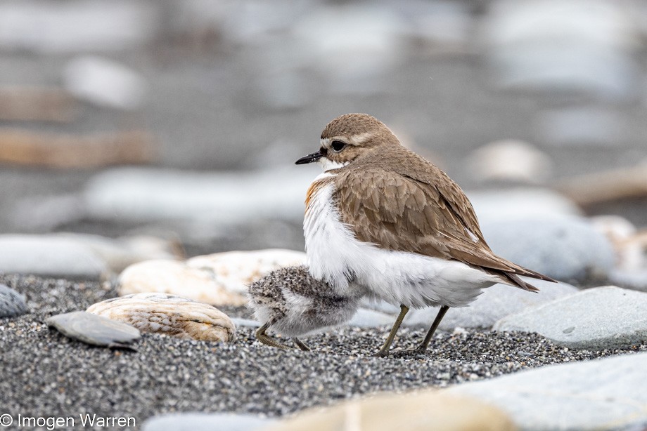 Double-banded Plover - ML385626631
