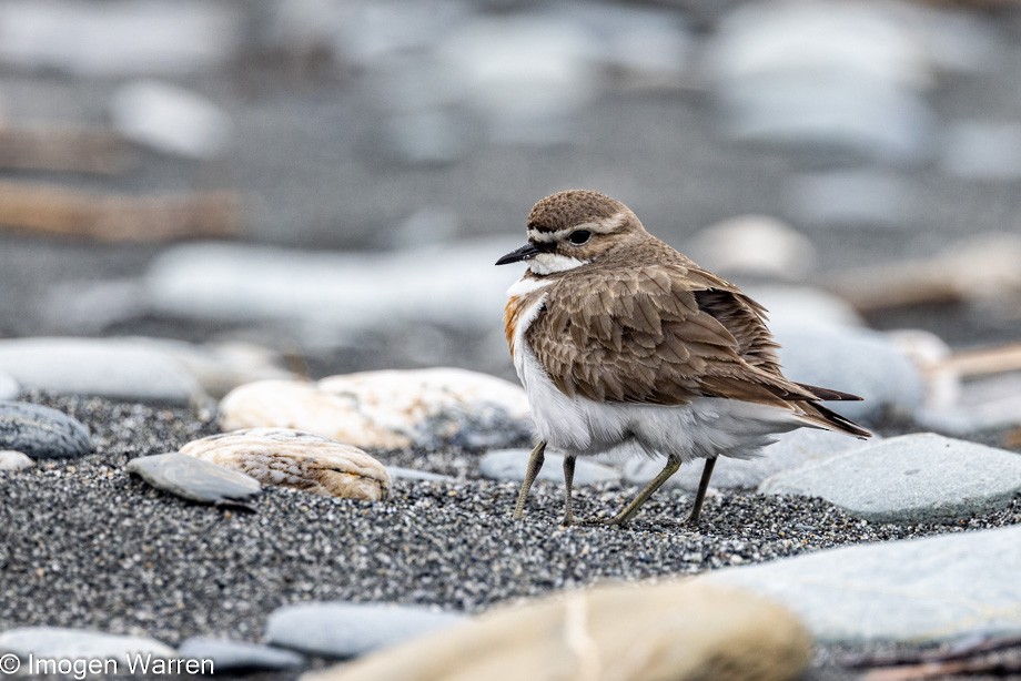 Double-banded Plover - ML385626651