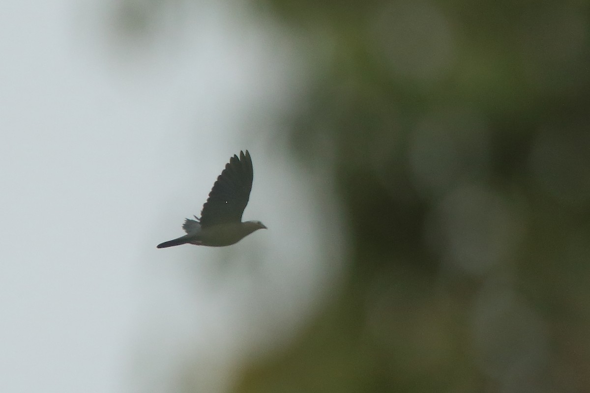 Pale-capped Pigeon - Albin Jacob