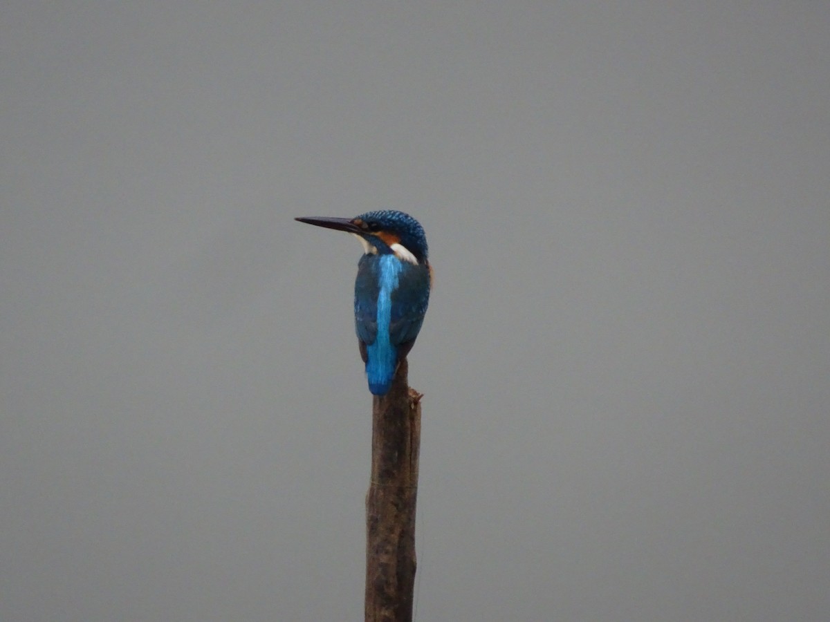 Common Kingfisher - ML385627791