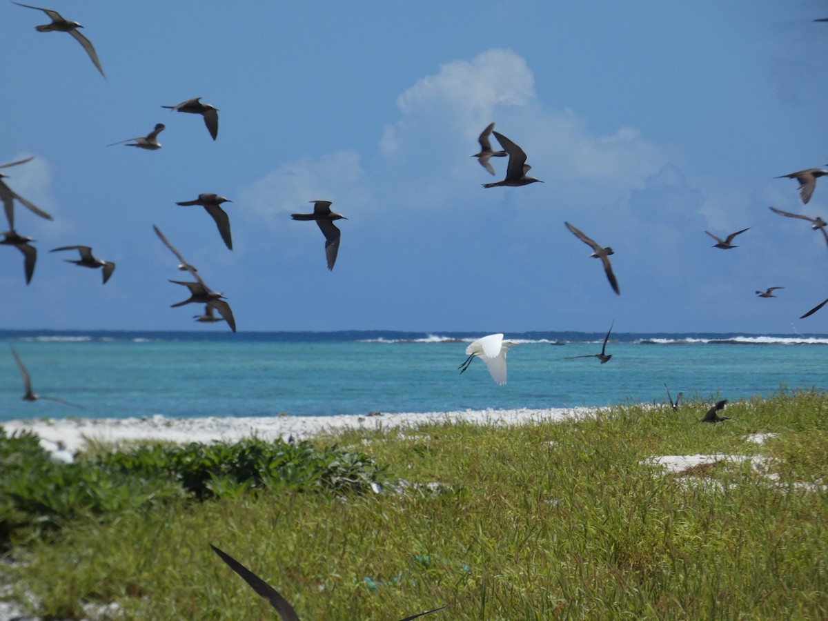 Western/Eastern Cattle Egret - ML385627901