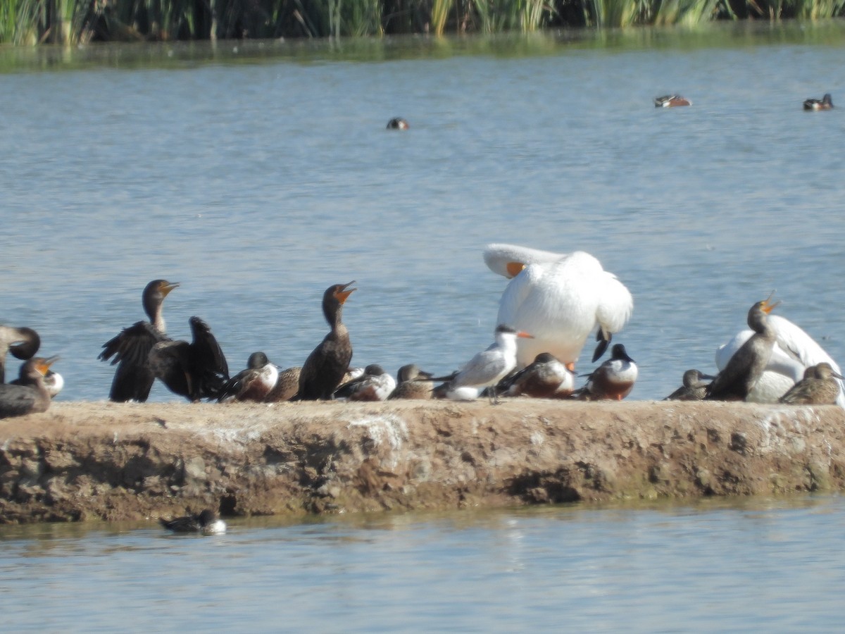 Caspian Tern - ML385629811