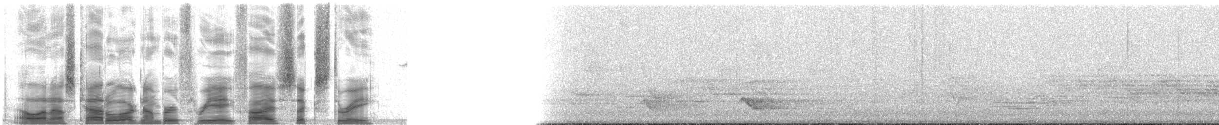 Amerika Çütresi (purpureus) - ML38563