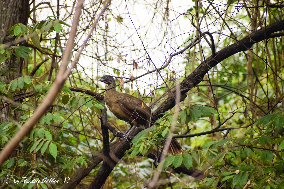 Rufous-vented Chachalaca - ML385630781