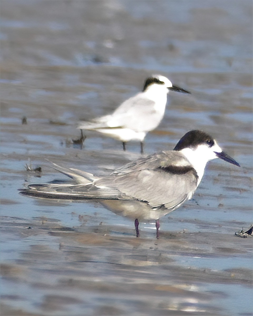 Common Tern - ML385631531