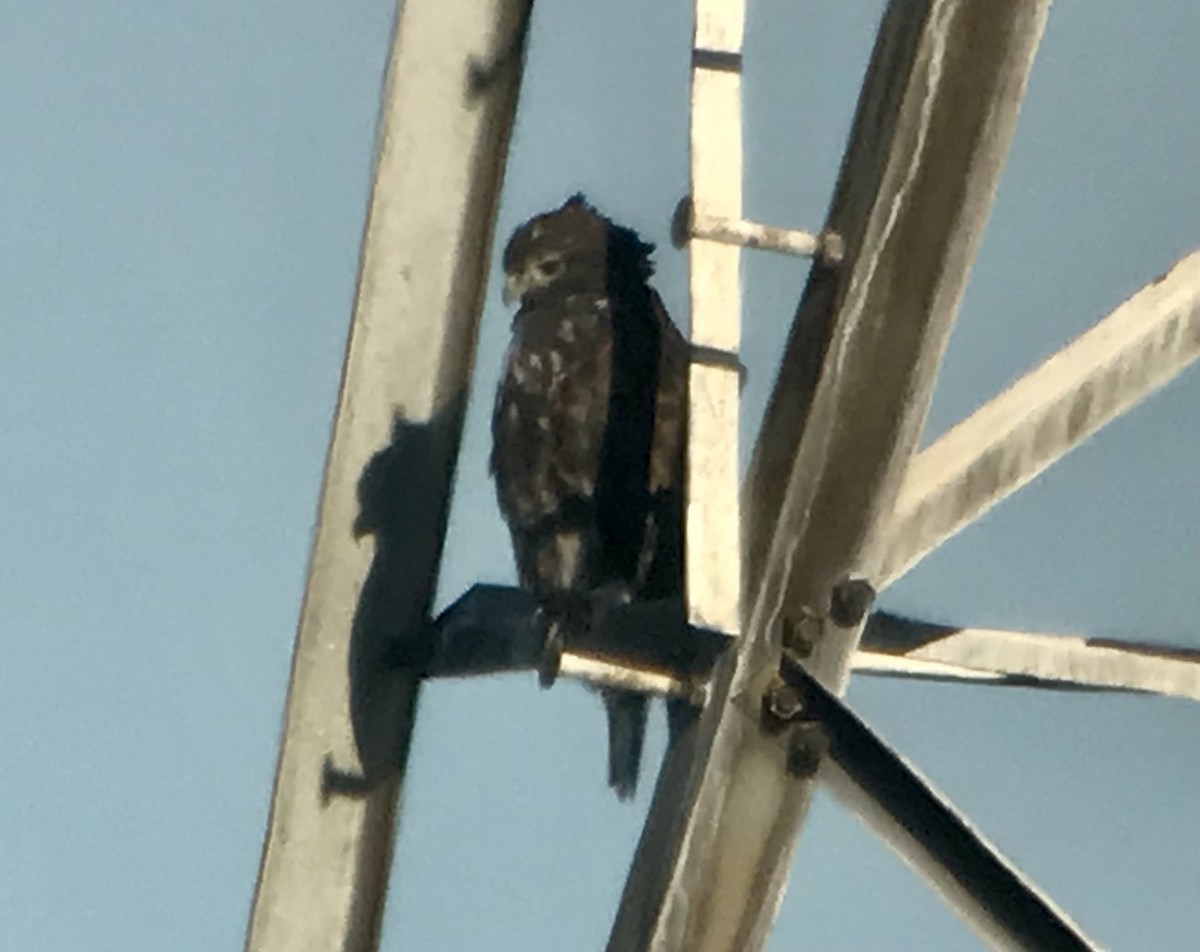 Red-tailed Hawk (Harlan's) - ML385631951