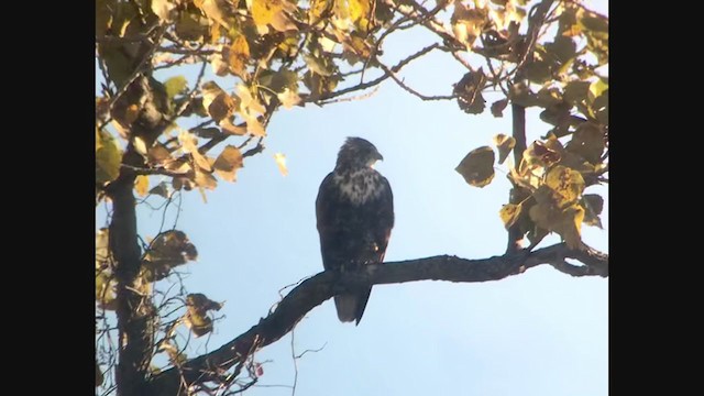 Red-tailed Hawk (Harlan's) - ML385632171