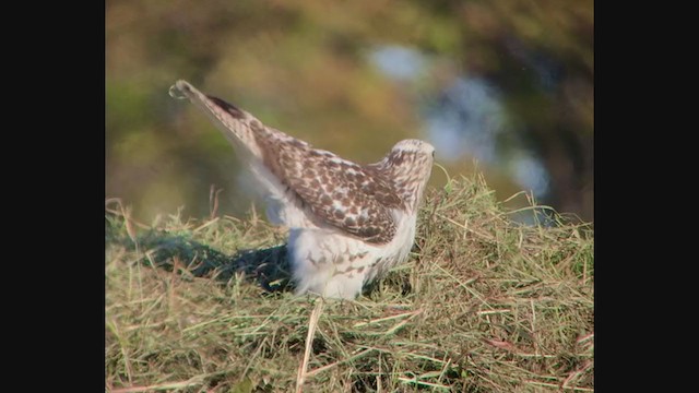 Rotschwanzbussard (kriderii) - ML385632341