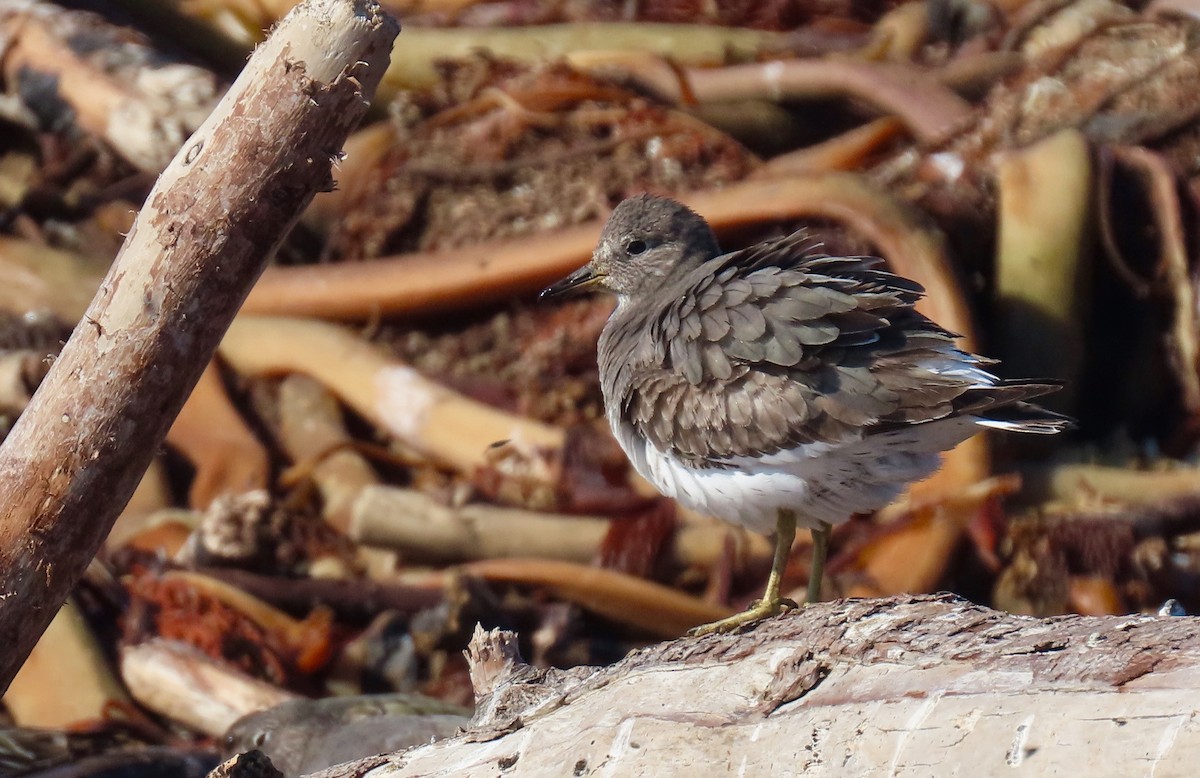 Surfbird - Petra Clayton