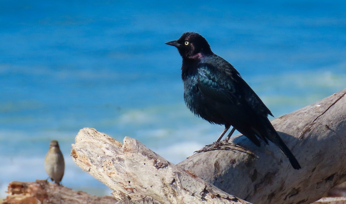 Brewer's Blackbird - ML385632881